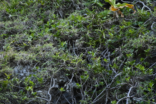 Vanda lamellata, photograph 3
