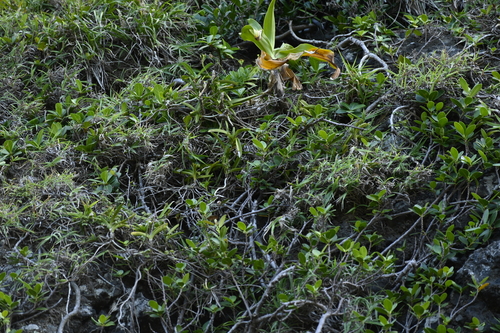 Vanda lamellata, photograph 2