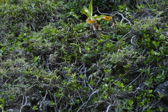 (c) 曾昱承 Yu-Cheng Zeng, some rights reserved (CC BY) Vanda lamellata, photograph (c) 曾昱承 Yu-Cheng Zeng, some rights reserved (CC BY)