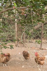 Thelotornis capensis