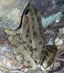 Lithobates sphenocephalus utricularius