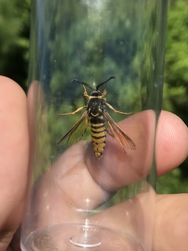 Red Oak Clearwing Moth photo 5