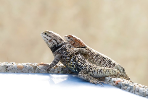 Desert Spiny Lizard, Clark County, NV, USA, photo 10 of 10