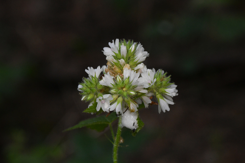 Sidalcea malachroides, photograph 2