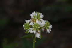Sidalcea malachroides, photograph (c) Trevor Van Loon, some rights reserved (CC BY)