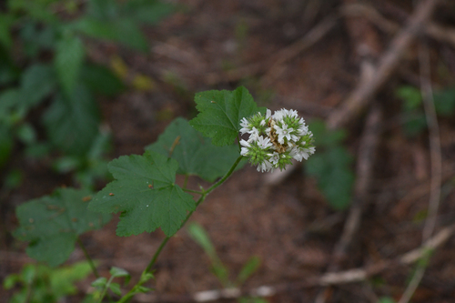 maple-leaved checkerbloom (Sidalcea malachroides)
