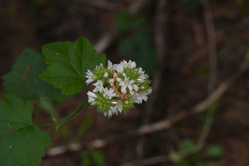 Sidalcea malachroides, photograph 1