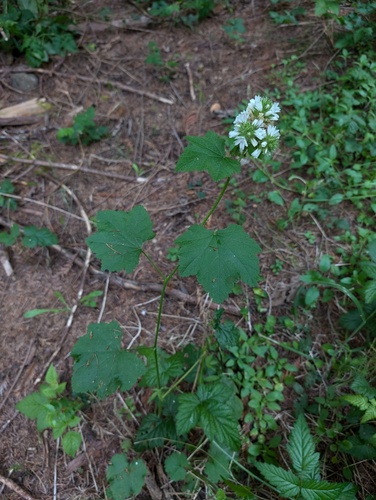 Sidalcea malachroides, photograph 3