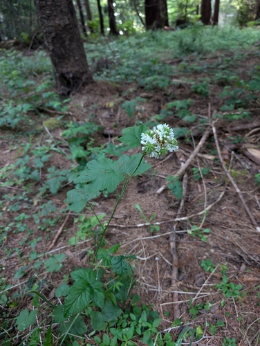 Sidalcea malachroides, photograph 4