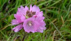 Sidalcea hirtipes
