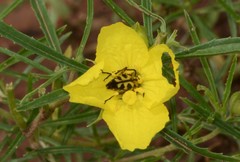 Typocerus octonotatus