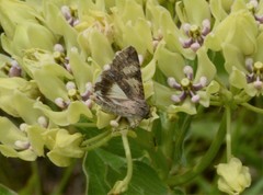 Melipotis jucunda