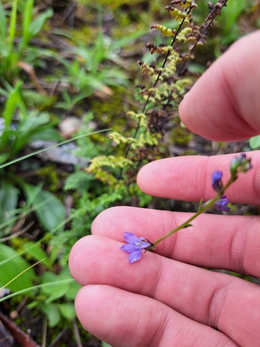 Image of Lobelia gattingeri by (c) Bob Schwartz, some rights reserved (CC BY)