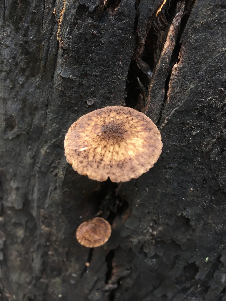 Pluteus jaffuelii