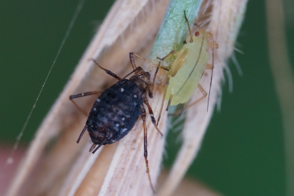 Indian Grain Aphid