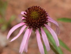 Echinacea pallida