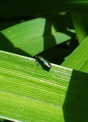 Agrilus cyanescens