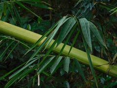 Gigantochloa verticillata, photograph (c) Ganjar Cahyadi, some rights reserved (CC BY)