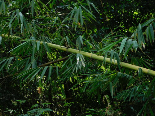 Gigantochloa (Gigantochloa verticillata)