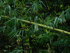 Gigantochloa verticillata