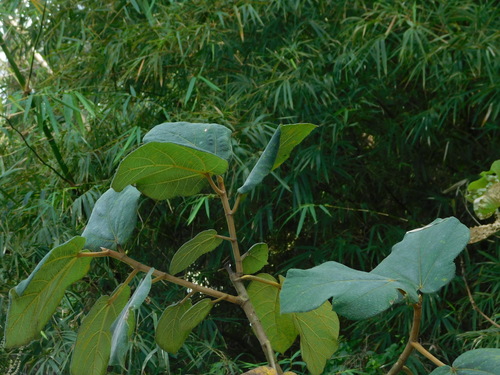 Ficus fulva (Ficus fulva)