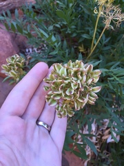 Lomatium latilobum