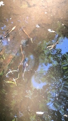 Ameiurus nebulosus