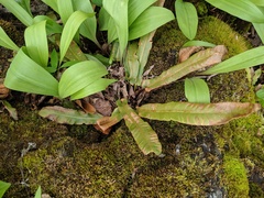 Asplenium scolopendrium americanum