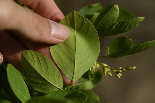 Image of Dendrolobium umbellatum by (c) 曾昱承 Yu-Cheng Zeng, some rights reserved (CC BY)