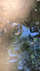 Ameiurus nebulosus