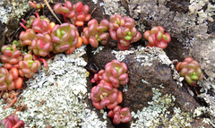 Sedum oreganum