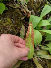 Asplenium scolopendrium americanum