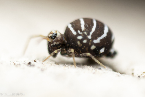 Representative image of Fasciosminthurus