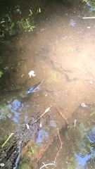 Ameiurus nebulosus