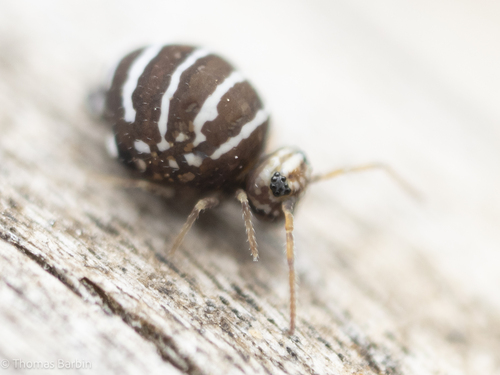 Fasciosminthurus quinquefasciatus (Krausbauer, 1898)