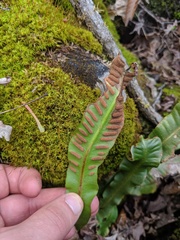 Asplenium scolopendrium americanum