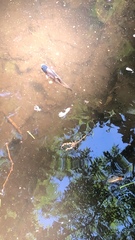 Ameiurus nebulosus