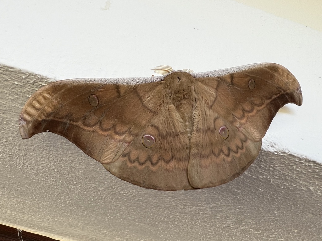 Antheraea lorosae