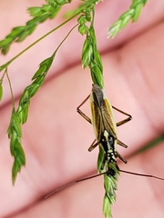 Leptopterna dolabrata