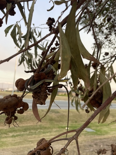 Common Tree Snake sighting