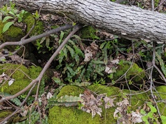 Asplenium scolopendrium americanum