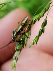 Leptopterna dolabrata