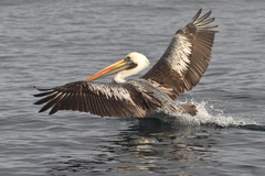 Peruvian Pelican photo 4