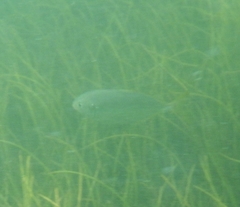 Caranx bartholomaei