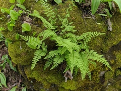 Cystopteris laurentiana