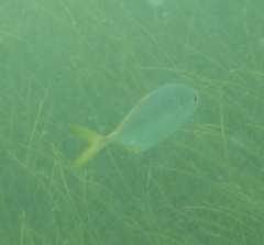 Caranx bartholomaei