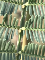 Acacia decurrens