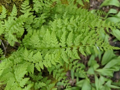 Cystopteris laurentiana