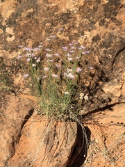 Erigeron utahensis