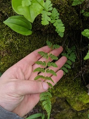 Cystopteris laurentiana